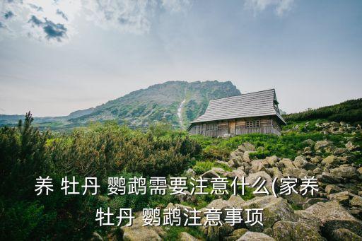 牡丹鸚鵡怎么養,養牡丹鸚鵡需要注意什么?