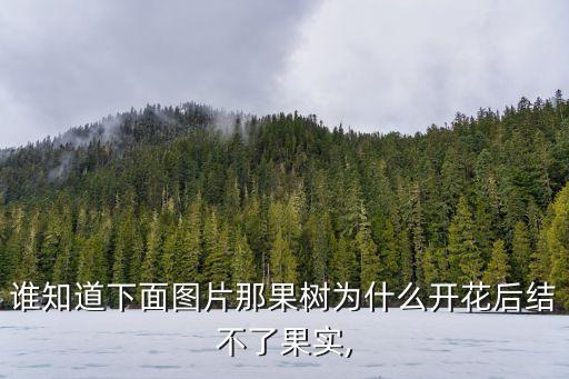誰(shuí)知道下面圖片那果樹為什么開(kāi)花后結(jié)不了果實(shí),