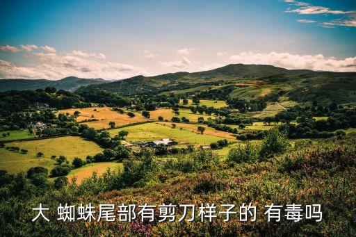 大 蜘蛛尾部有剪刀樣子的 有毒嗎