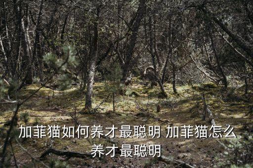  加菲貓如何養才最聰明 加菲貓怎么養才最聰明