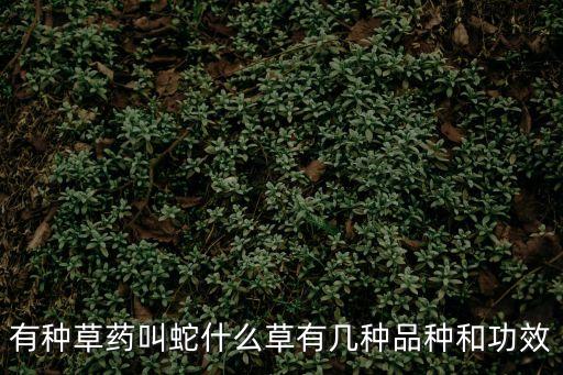 廣西草藥蛇東莞，廣西哪里有收蛇干的藥材鋪