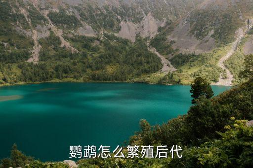 鸚鵡怎么繁殖后代，請問鸚鵡如何才能繁衍后代