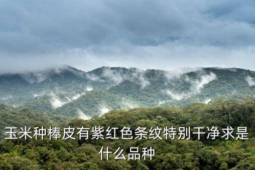 上海市農(nóng)科院甜玉米，玉米種棒皮有紫紅色條紋特別干凈求是什么品種