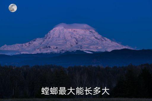 螳螂最大能長多大
