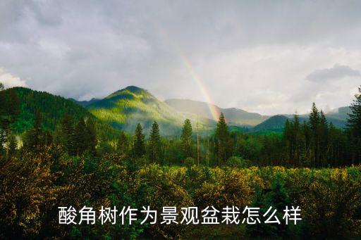 酸角樹作為景觀盆栽怎么樣