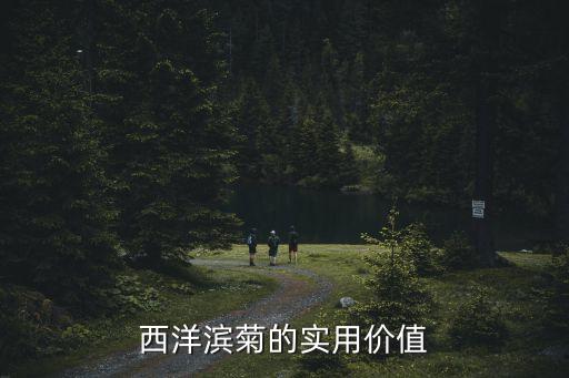 西洋濱菊的實(shí)用價(jià)值