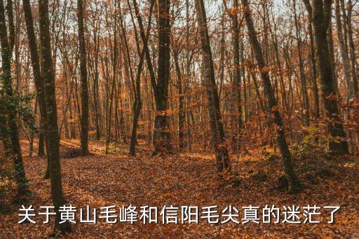 毛峰和毛尖區別，關于黃山毛峰和信陽毛尖真的迷茫了