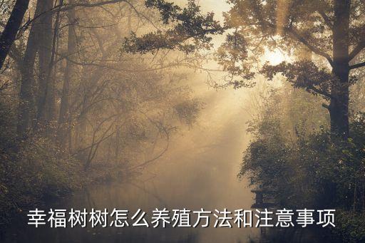幸福樹樹怎么養殖方法和注意事項