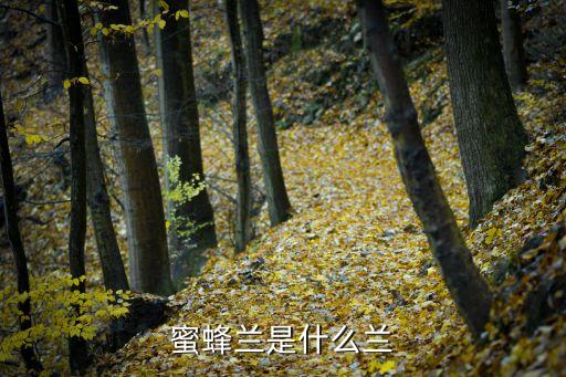 蜜蜂蘭是什么蘭