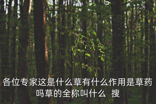 各位專家這是什么草有什么作用是草藥嗎草的全稱叫什么  搜