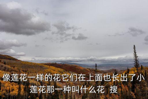 萍蓬草，像蓮花一樣的花它們在上面也長出了小蓮花那一種叫什么花  搜