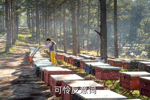 可憐的反義詞，可憐反意詞