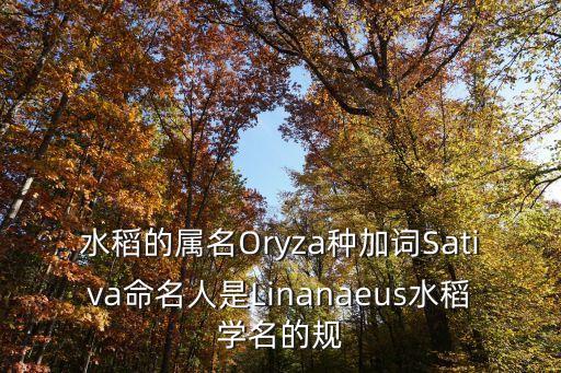 水稻的屬名Oryza種加詞Sativa命名人是Linanaeus水稻學名的規