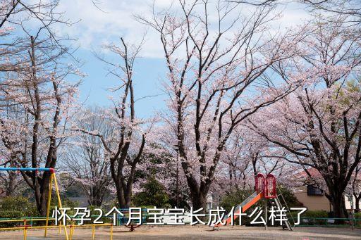 懷孕2個月胎兒圖，懷孕兩個月的胎兒長成什么樣子了