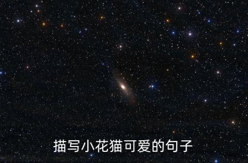 描寫小花貓可愛(ài)的句子