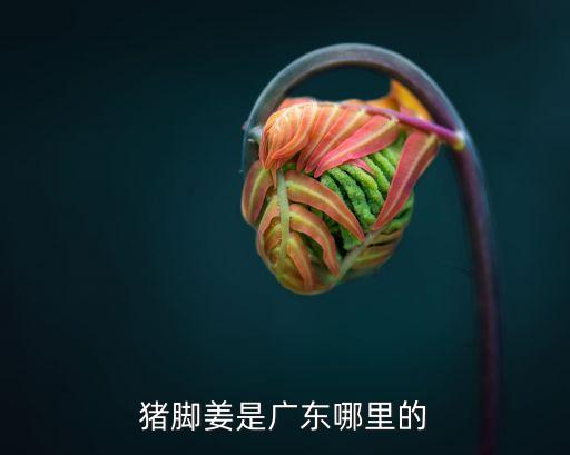 豬腳姜是廣東哪里的