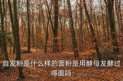 自發粉是什么樣的面粉是用酵母發酵過得面嗎