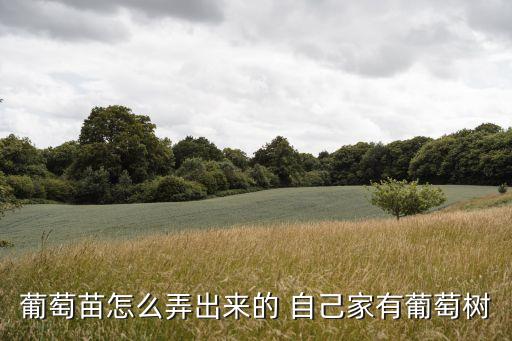葡萄苗，昆明哪里買葡萄苗