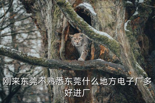 剛來東莞不熟悉東莞什么地方電子廠多好進廠