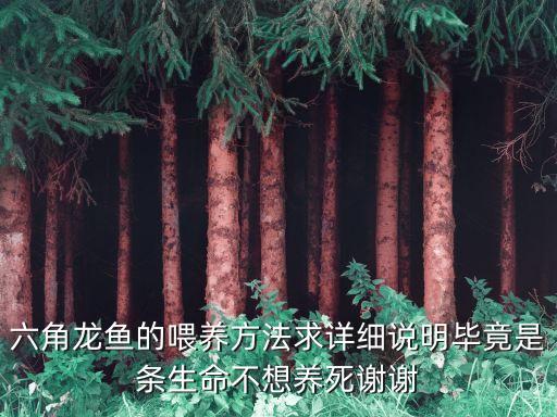 六角龍魚的喂養方法求詳細說明畢竟是條生命不想養死謝謝