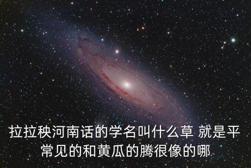 拉拉秧河南話的學名叫什么草 就是平常見的和黃瓜的騰很像的哪