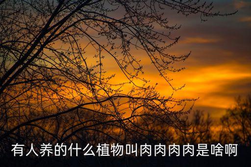 有人養的什么植物叫肉肉肉肉是啥啊