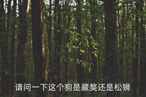 請問一下這個狗是藏獒還是松獅