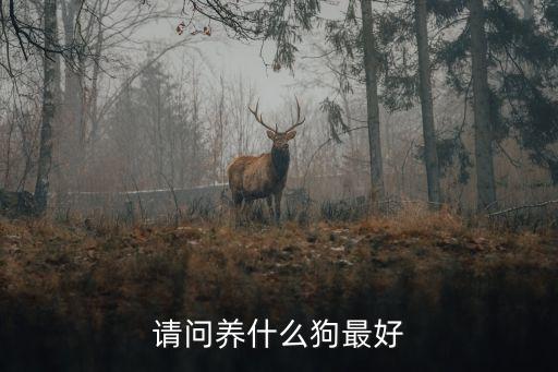 請(qǐng)問(wèn)養(yǎng)什么狗最好