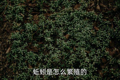 蚯蚓是怎么繁殖的