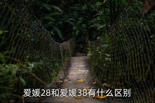愛媛28和愛媛38有什么區別