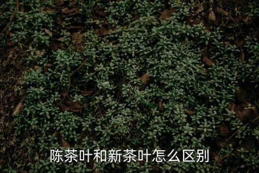 陳茶葉和新茶葉怎么區(qū)別
