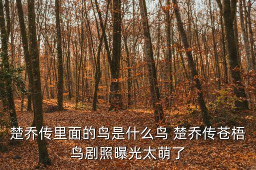 楚喬傳劇照，楚喬傳里面的鳥(niǎo)是什么鳥(niǎo) 楚喬傳蒼梧鳥(niǎo)劇照曝光太萌了