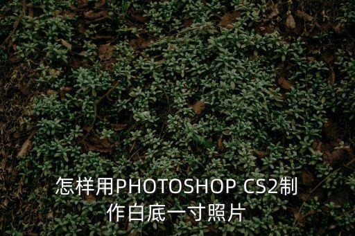 白底一寸照，一寸白底登記照是什么