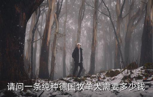 德牧價格，一個德國牧羊犬多少錢啊