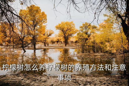 檸檬樹怎么養檸檬樹的養殖方法和注意事項