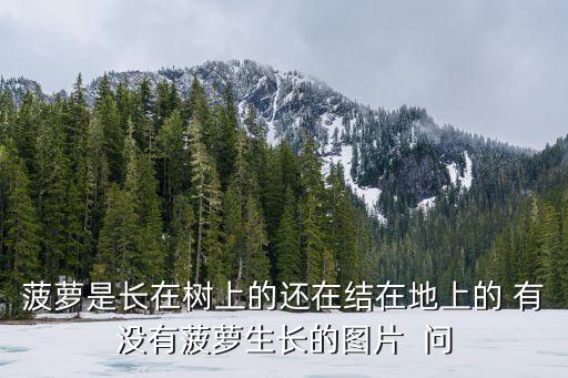 菠蘿是長在樹上的還在結在地上的 有沒有菠蘿生長的圖片  問