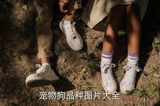 狗狗圖片，好看的狗狗壁紙