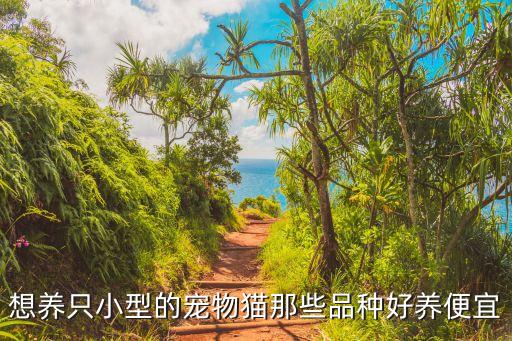 想養(yǎng)只小型的寵物貓那些品種好養(yǎng)便宜