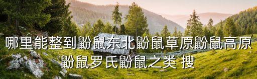 東北鼢鼠，東北鼢鼠能吃嗎