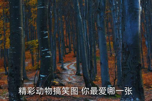 動物搞笑圖片，精彩動物搞笑圖 你最愛哪一張