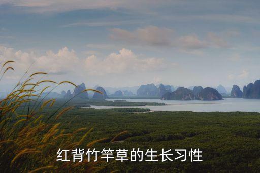 紅背竹竿草，平民百姓可以種紅背竹竿草嗎