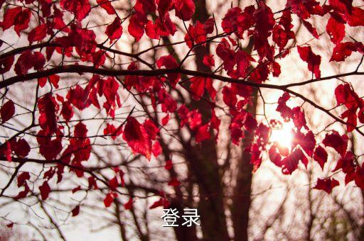 上海市洛川學校用戶登陸，地鐵怎么去上海洛川學校