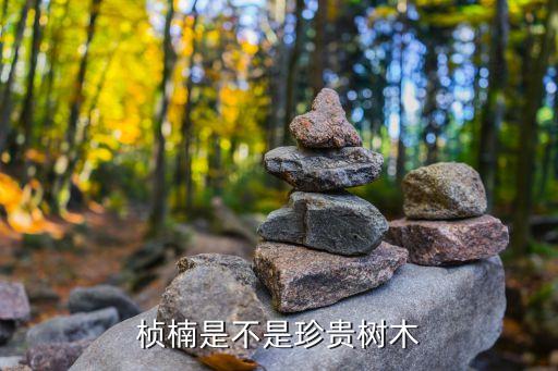 楨楠是不是珍貴樹木