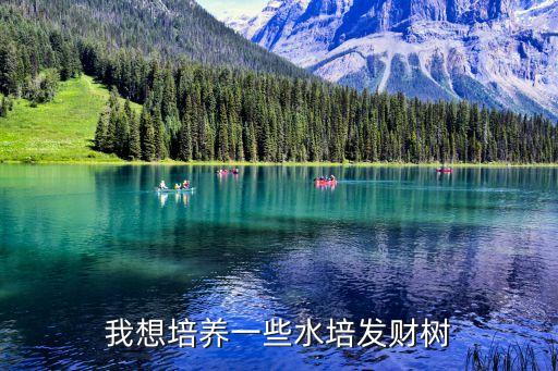 我想培養一些水培發財樹