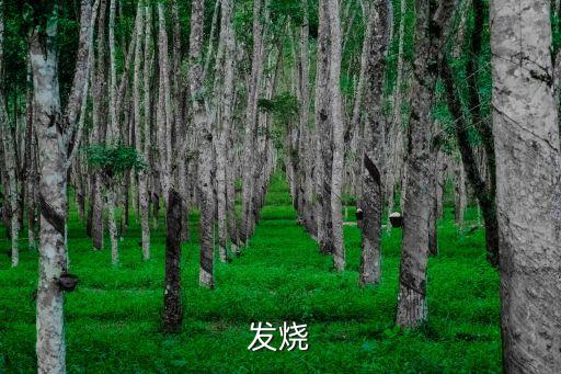 發(fā)燒