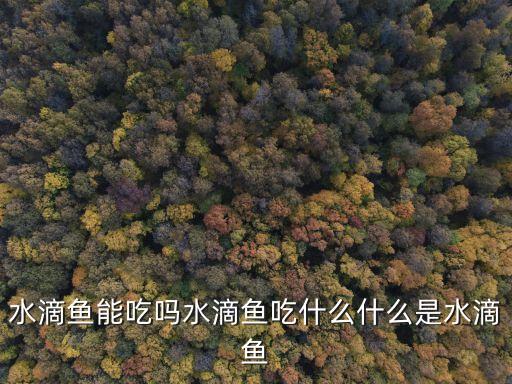 水底魚(yú)，水滴魚(yú)是什么它長(zhǎng)的不像魚(yú)呀