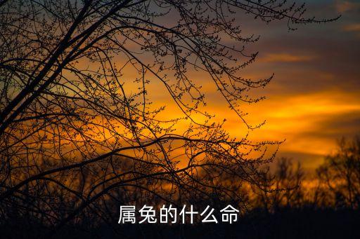 屬兔的什么命