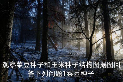 觀察菜豆種子和玉米種子結(jié)構(gòu)圖據(jù)圖回答下列問題1菜豆種子
