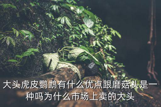 大頭虎皮鸚鵡有什么優點跟磨菇頭是一種嗎為什么市場上賣的大頭