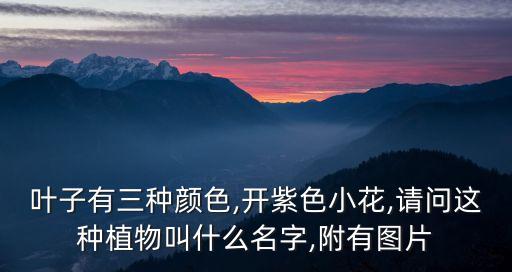 葉子有三種顏色,開紫色小花,請問這種植物叫什么名字,附有圖片